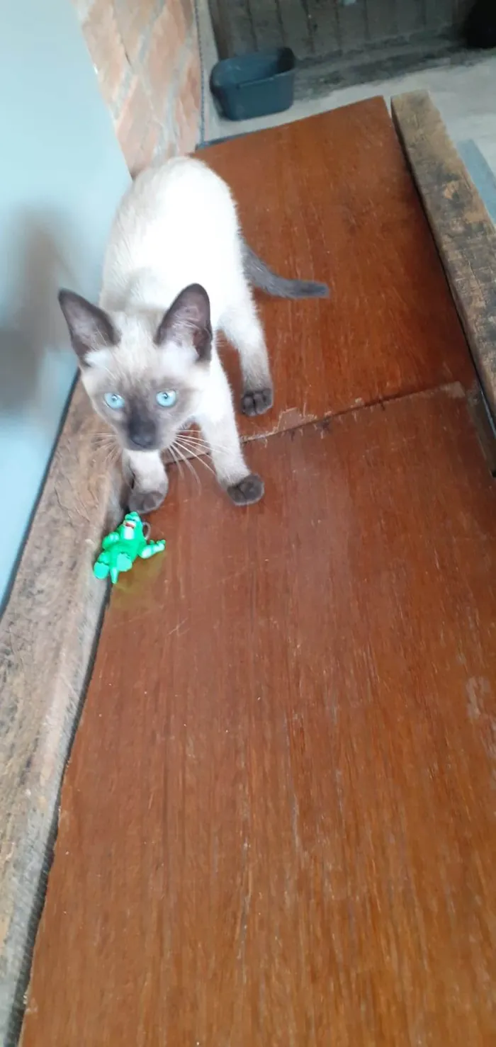 Gato ra a SRD-ViraLata idade 2 a 6 meses nome Belinha 