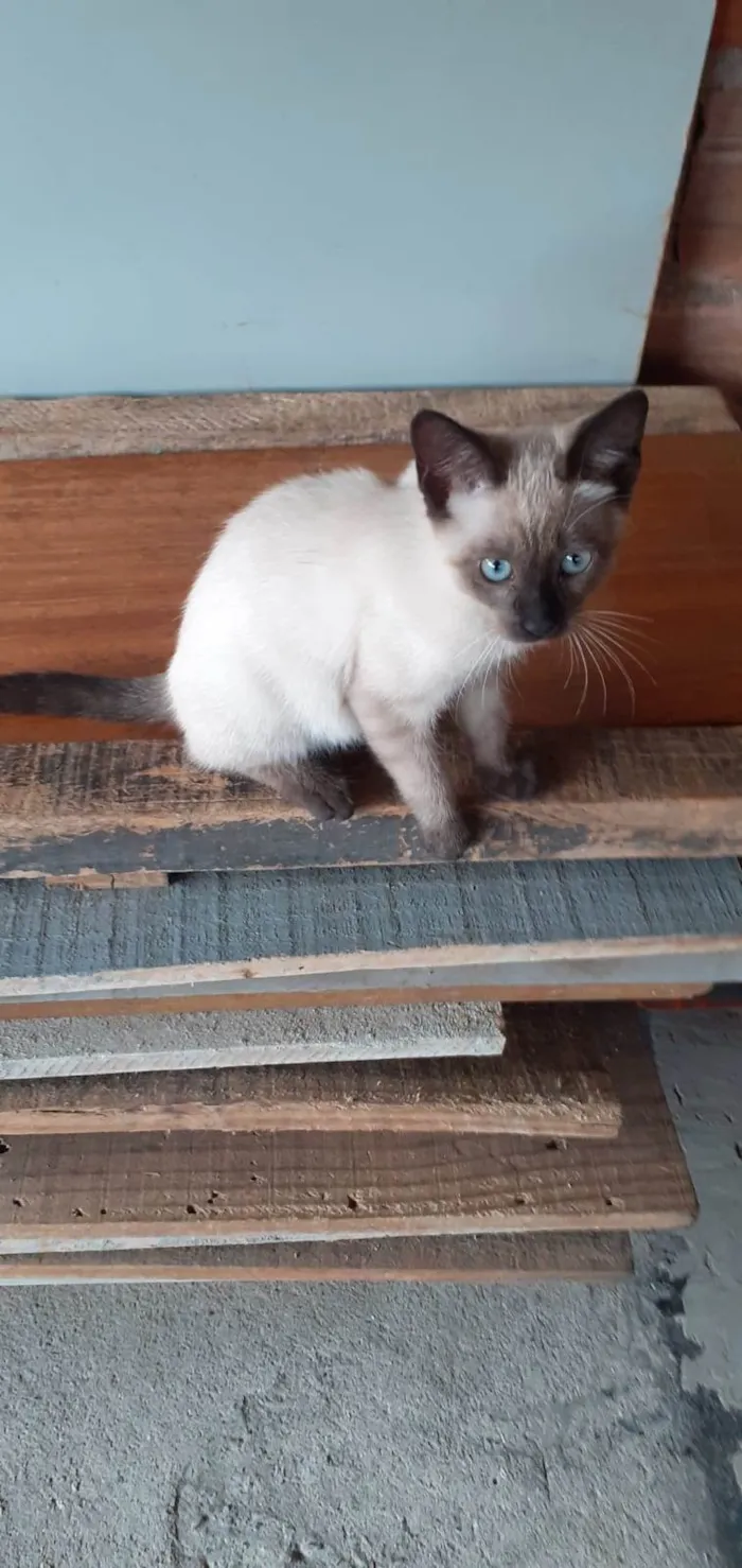 Gato ra a SRD-ViraLata idade 2 a 6 meses nome Belinha 