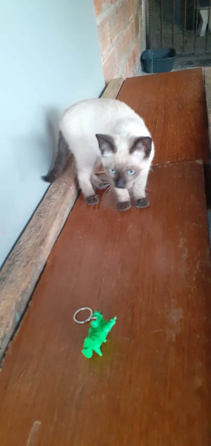 Gato ra a SRD-ViraLata idade 2 a 6 meses nome Belinha 