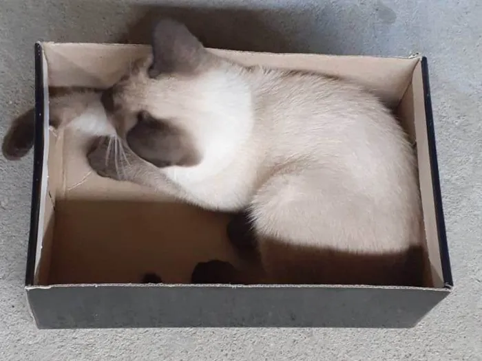 Gato ra a SRD-ViraLata idade 2 a 6 meses nome Belinha 