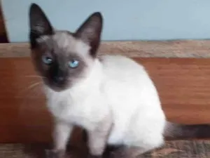 Gato raça SRD-ViraLata idade 2 a 6 meses nome Belinha 