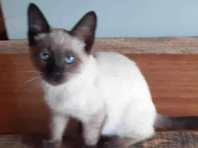 Gato ra a SRD-ViraLata idade 2 a 6 meses nome Belinha 