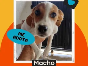 Cachorro raça SRD-ViraLata idade 2 a 6 meses nome Sem nomes