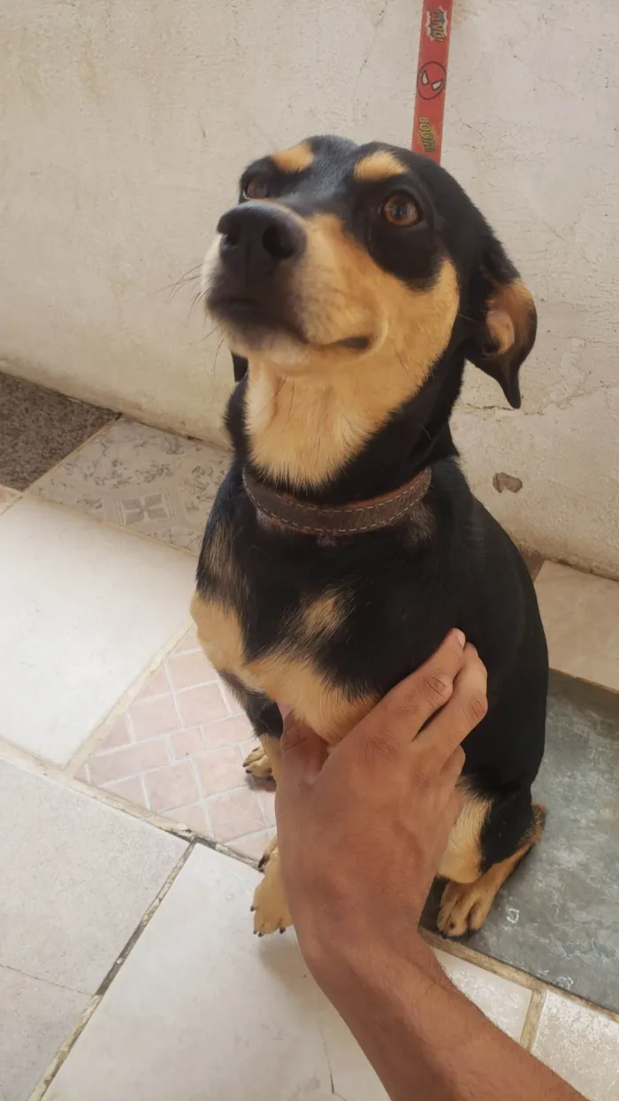 Cachorro ra a Mestiço  idade 2 anos nome Scooby 