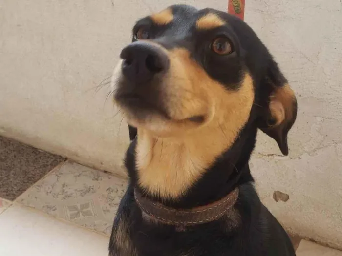 Cachorro ra a Mestiço  idade 2 anos nome Scooby 