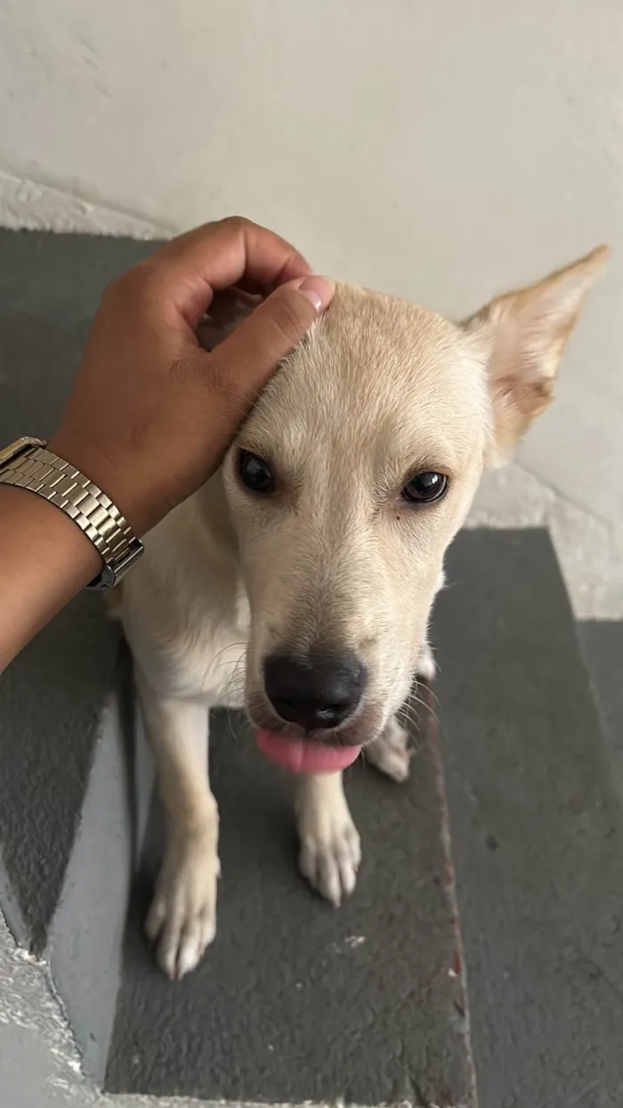 Cachorro ra a SRD-ViraLata idade 2 a 6 meses nome Marley 