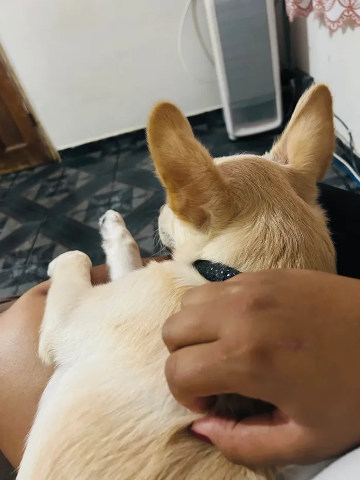 Cachorro ra a SRD-ViraLata idade 2 a 6 meses nome Marley 