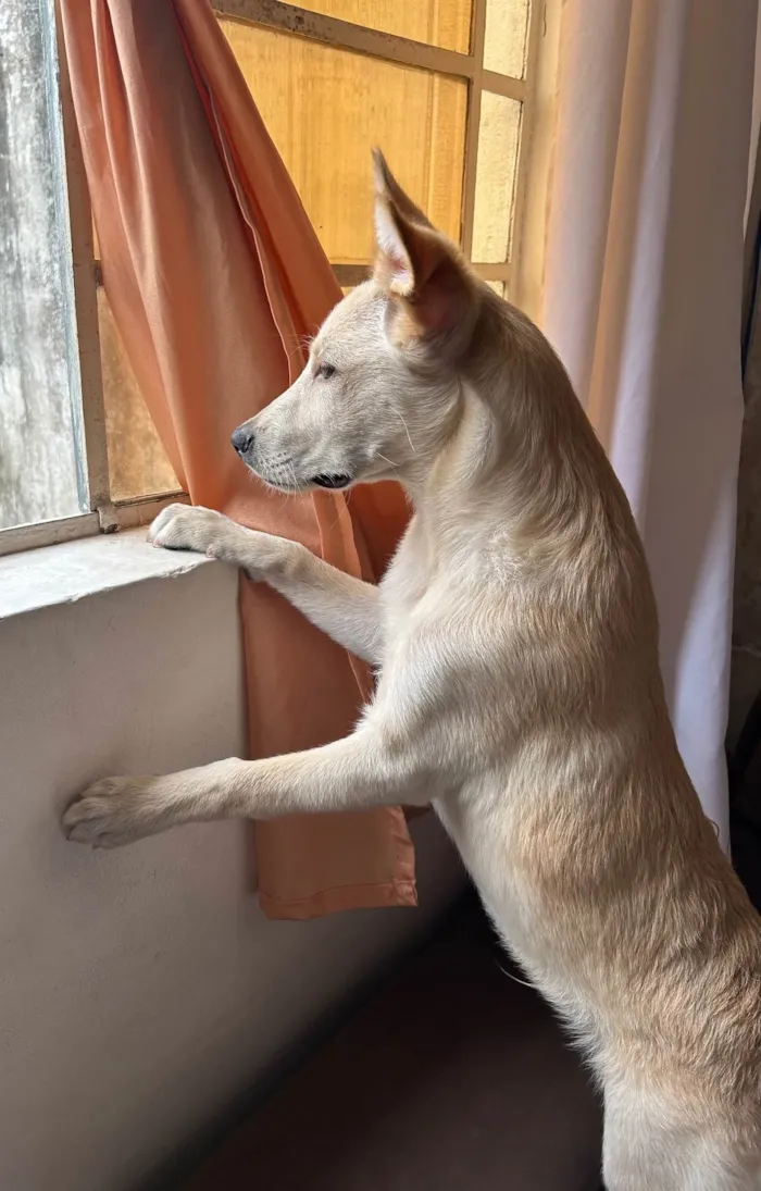 Cachorro ra a SRD-ViraLata idade 2 a 6 meses nome Marley 