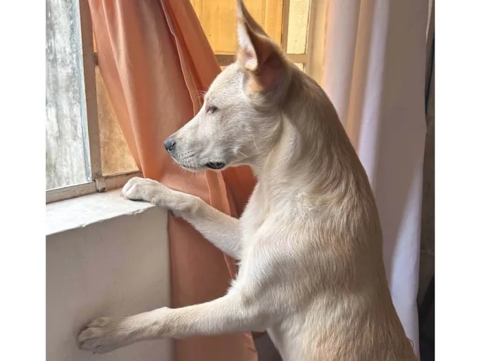 Cachorro ra a SRD-ViraLata idade 2 a 6 meses nome Marley 