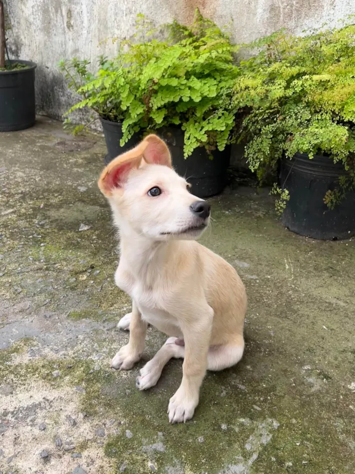 Cachorro ra a SRD-ViraLata idade 2 a 6 meses nome Marley 