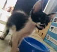 Mel