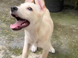 Cachorro raça SRD-ViraLata idade 2 a 6 meses nome Marley 