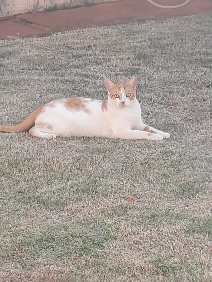 Gato ra a Indefinida idade 2 anos nome Amarelo