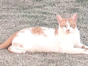 Gato raça Indefinida idade 2 anos nome Amarelo