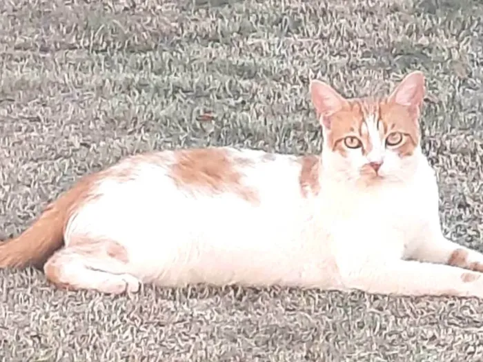 Gato ra a Indefinida idade 2 anos nome Amarelo