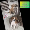 Filhotes