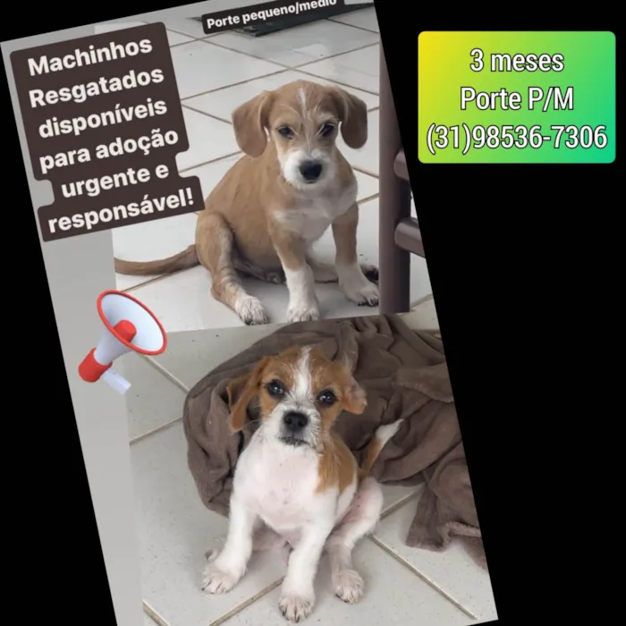 Cachorro ra a SRD-ViraLata idade 2 a 6 meses nome Filhotes