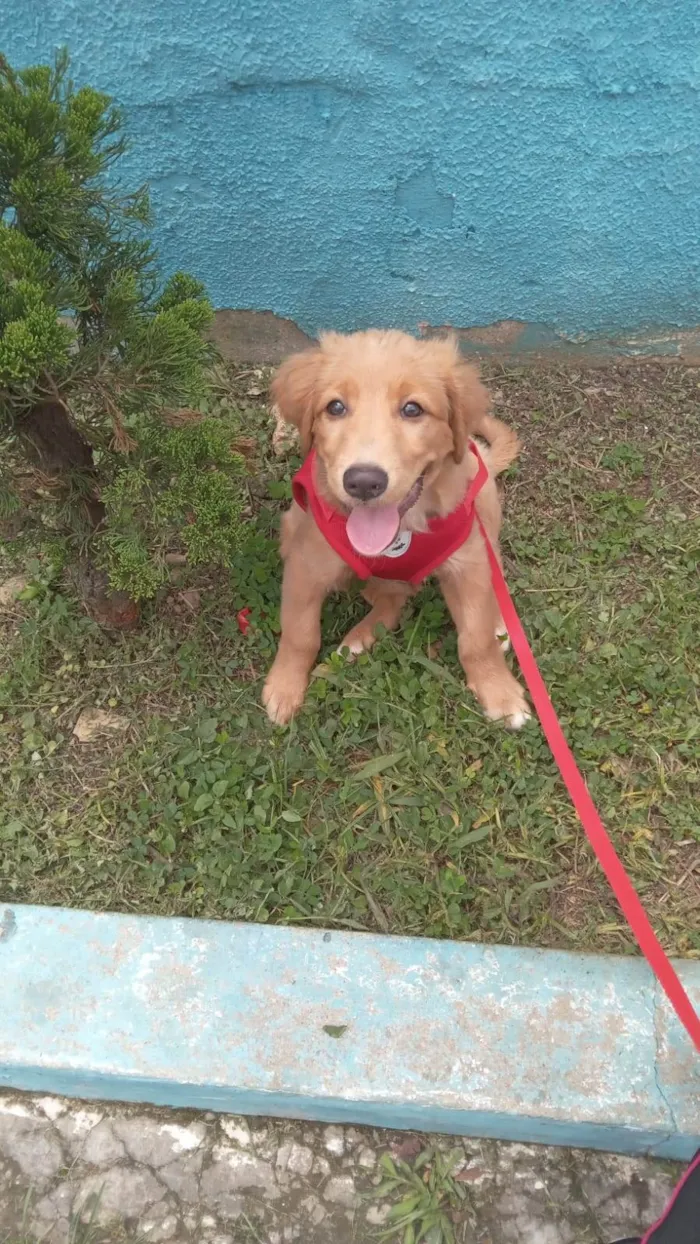 Cachorro ra a Mix Golden idade 2 a 6 meses nome Golden