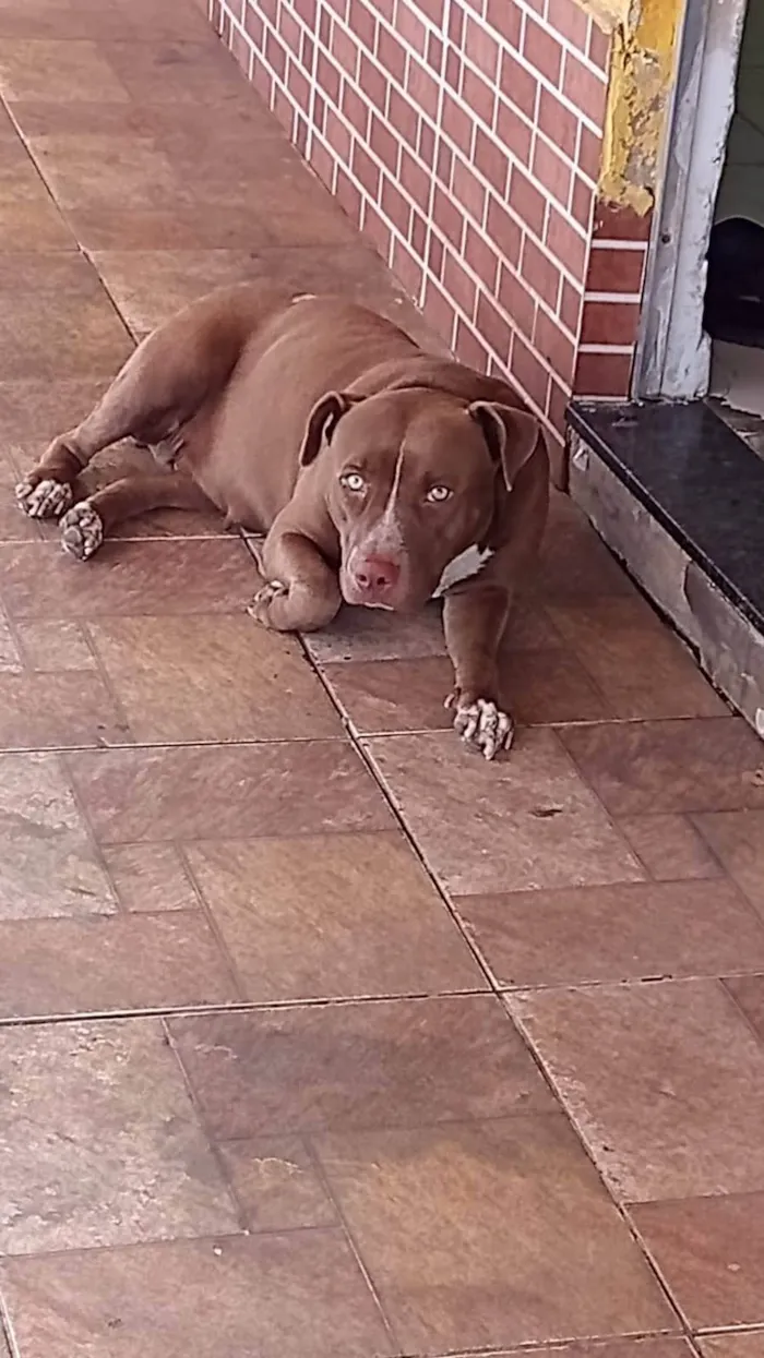 Cachorro ra a Pitbull  idade 1 ano nome Troya