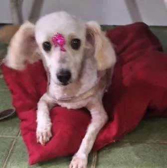 Cachorro ra a Poodle idade 4 anos nome Luna