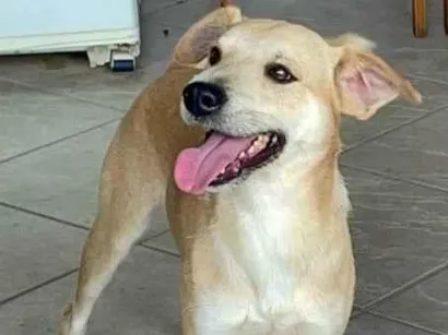 Cachorro raça SRD-ViraLata idade 4 anos nome GRATIFICA - Bacon