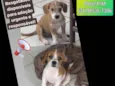 Filhotes