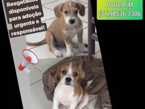 Cachorro raça SRD-ViraLata idade 2 a 6 meses nome Filhotes