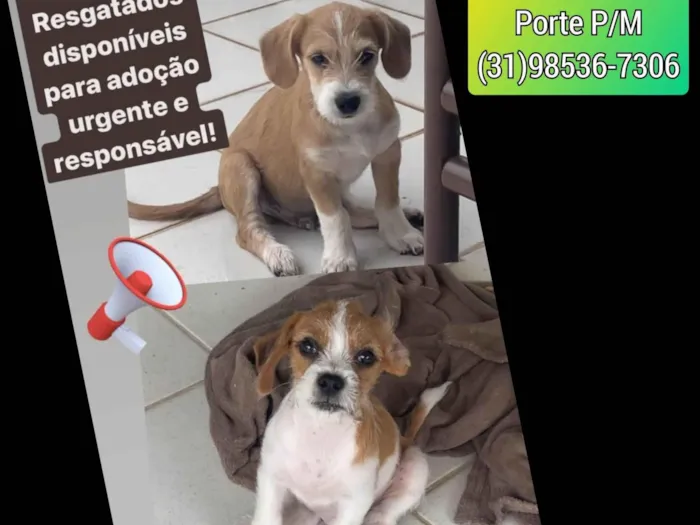 Cachorro ra a SRD-ViraLata idade 2 a 6 meses nome Filhotes