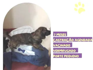 Cachorro raça SRD-ViraLata idade 7 a 11 meses nome Brutus