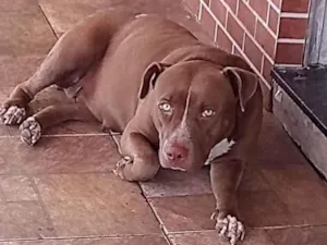 Cachorro raça Pitbull  idade 1 ano nome Troya