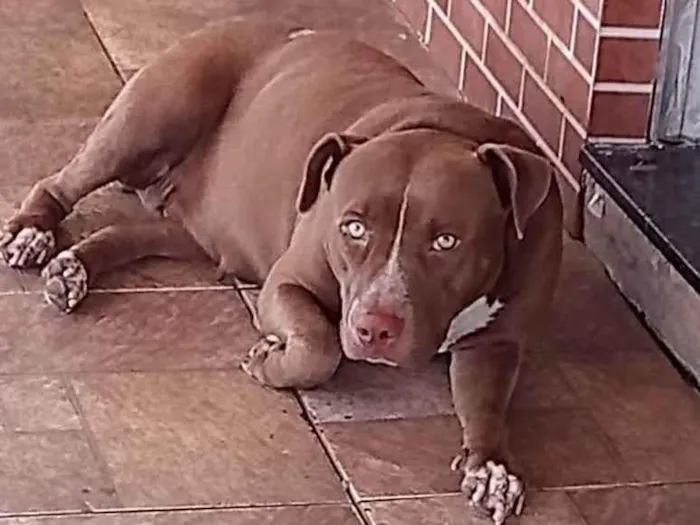 Cachorro ra a Pitbull  idade 1 ano nome Troya