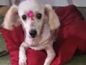 Cachorro raça Poodle idade 4 anos nome Luna