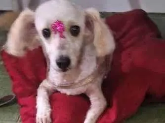 Cachorro ra a Poodle idade 4 anos nome Luna