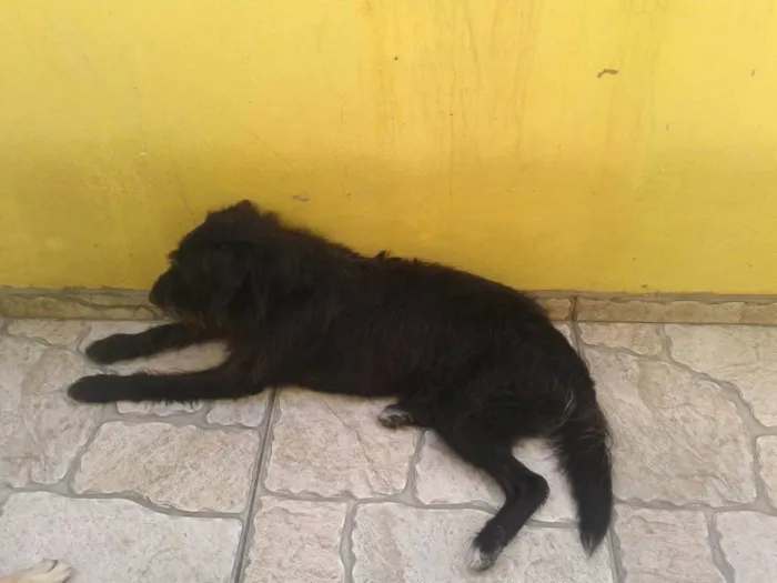 Cachorro ra a SRD-ViraLata idade 3 anos nome Pretinho