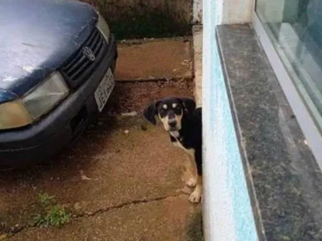 Cachorro ra a Não sei idade 7 a 11 meses nome Coloquei como luna 