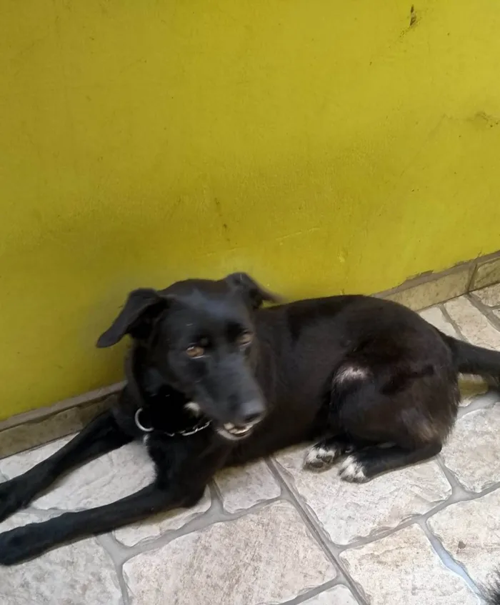 Cachorro ra a SRD-ViraLata idade 3 anos nome Thor 