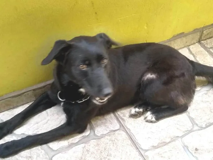 Cachorro ra a SRD-ViraLata idade 3 anos nome Thor 