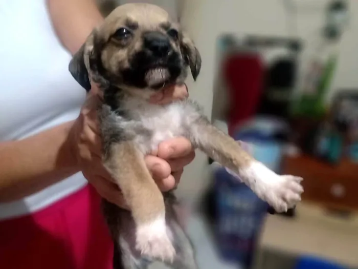 Cachorro ra a SRD-ViraLata idade Abaixo de 2 meses nome (Não Tem Nome)