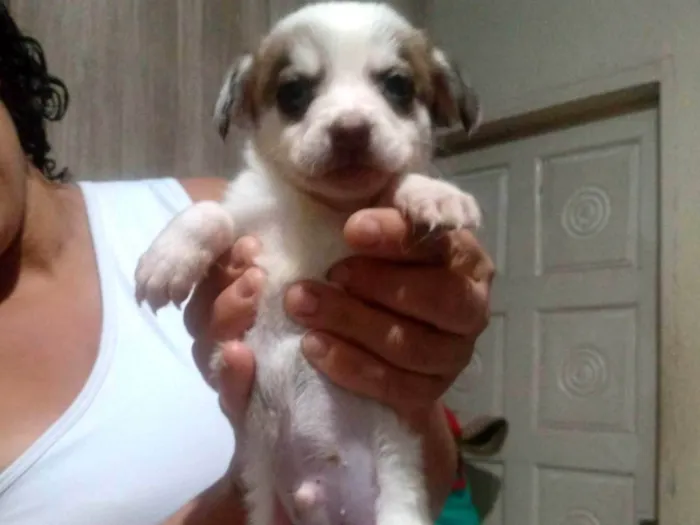 Cachorro ra a SRD-ViraLata idade Abaixo de 2 meses nome (Não Tem Nome)