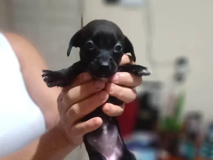 Cachorro ra a SRD-ViraLata idade Abaixo de 2 meses nome (Não Tem Nome)