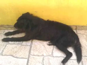 Cachorro raça SRD-ViraLata idade 3 anos nome Pretinho