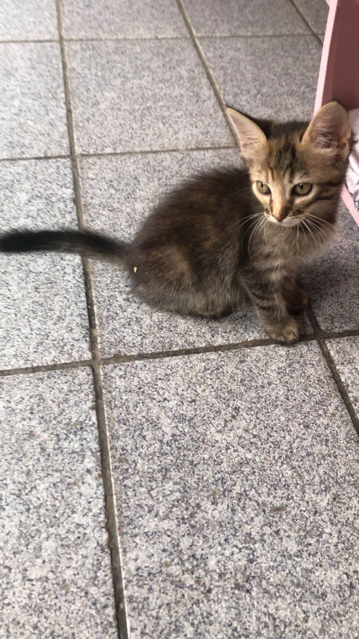 Gato ra a SRD-ViraLata idade Abaixo de 2 meses nome Lilica