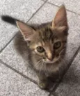 Lilica