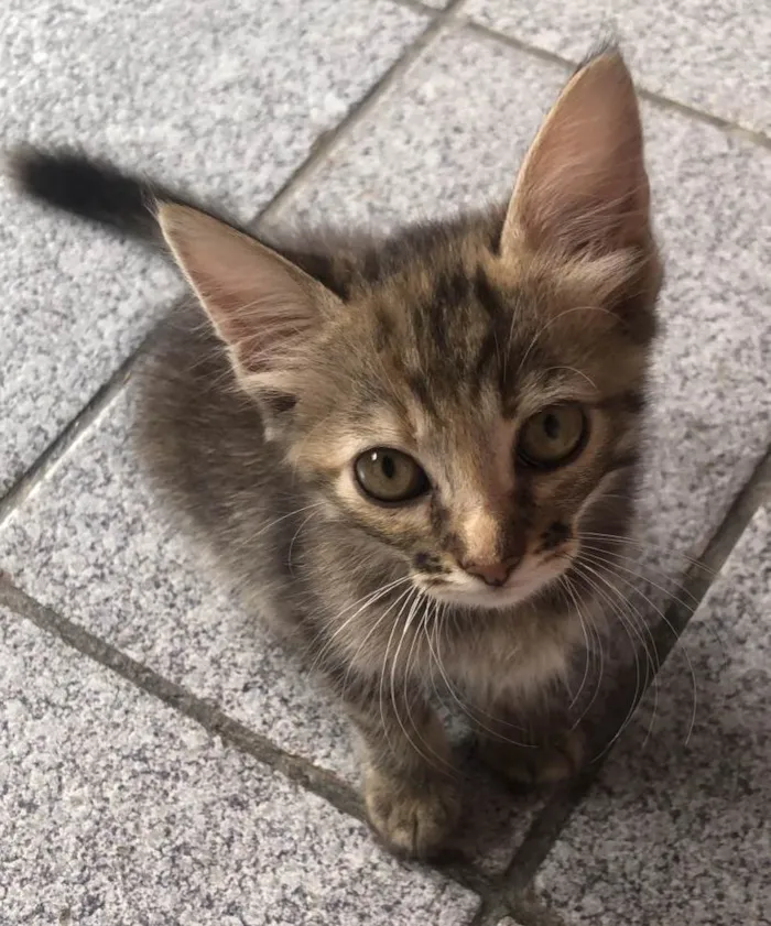 Gato ra a SRD-ViraLata idade Abaixo de 2 meses nome Lilica