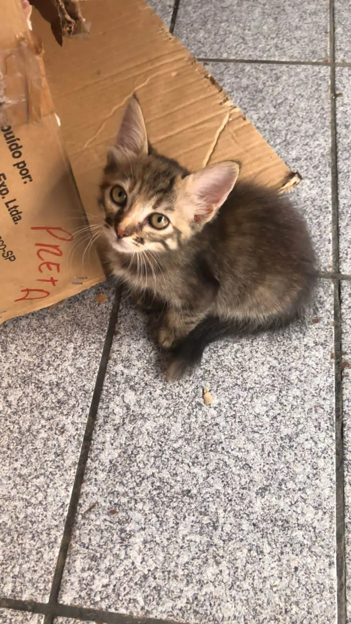 Gato ra a SRD-ViraLata idade Abaixo de 2 meses nome Lilica