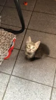 Lilica