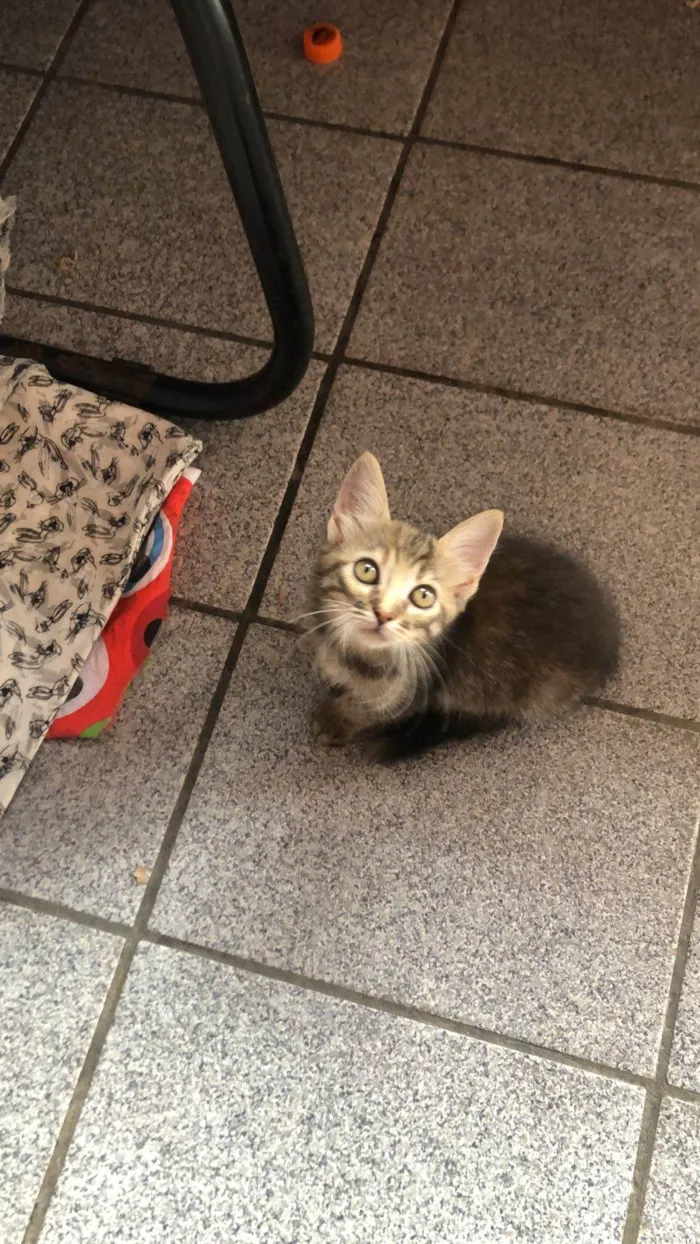 Gato ra a SRD-ViraLata idade Abaixo de 2 meses nome Lilica