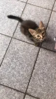 Lilica