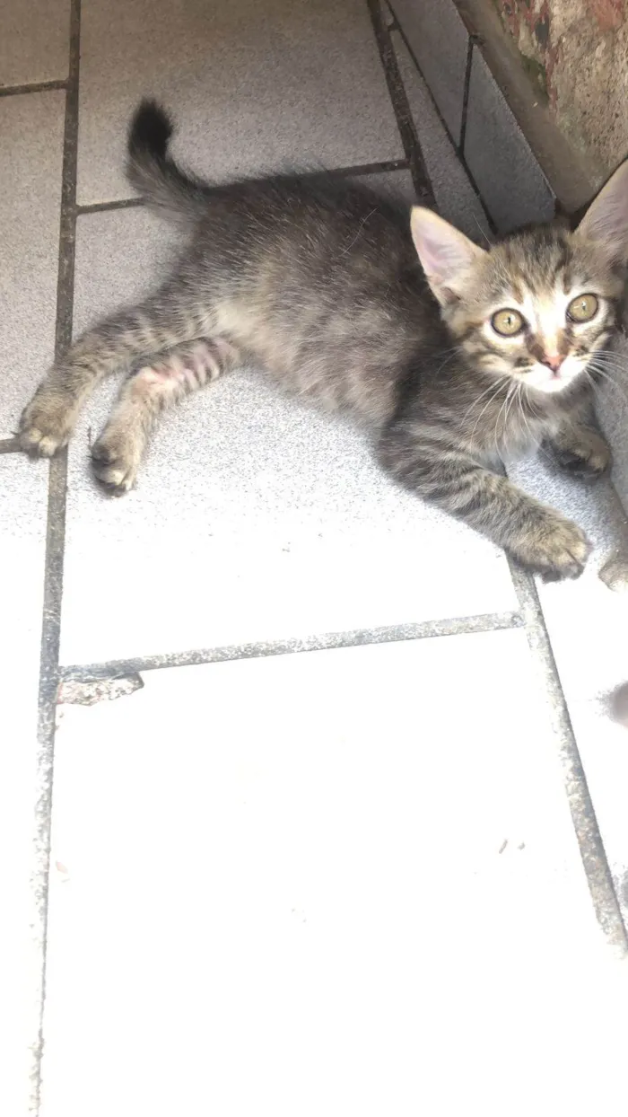 Gato ra a SRD-ViraLata idade Abaixo de 2 meses nome Lilica