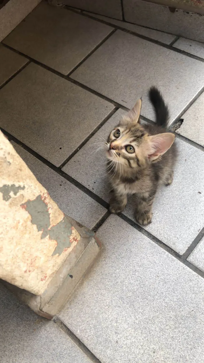 Gato ra a SRD-ViraLata idade Abaixo de 2 meses nome Lilica